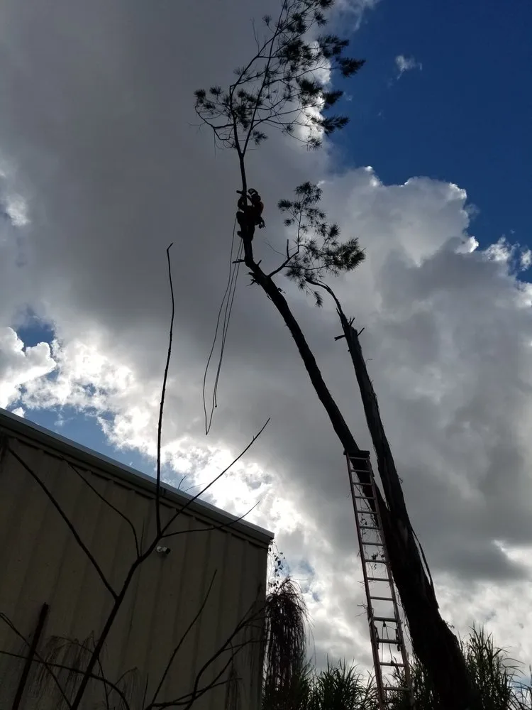 Expert lawn care service near you in Miami, FL by LL&V Landscaping