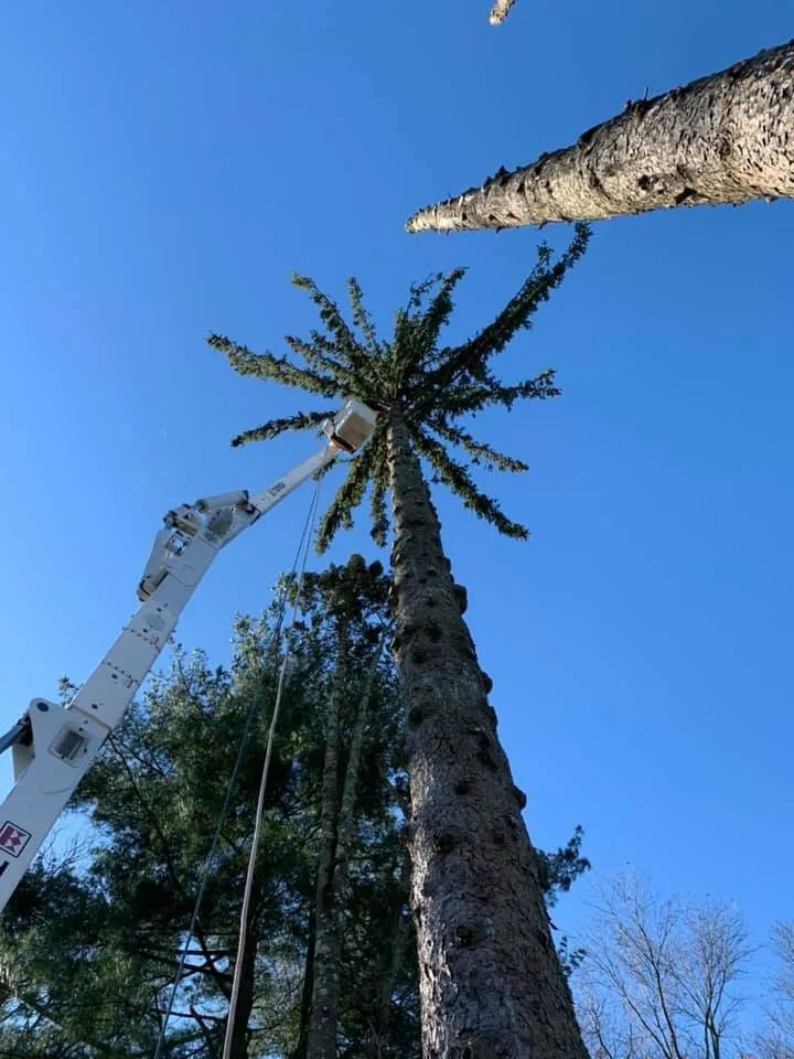 Expert landscaping services with custom design in North Haven, CT by L&M Landscaping & Tree Removal