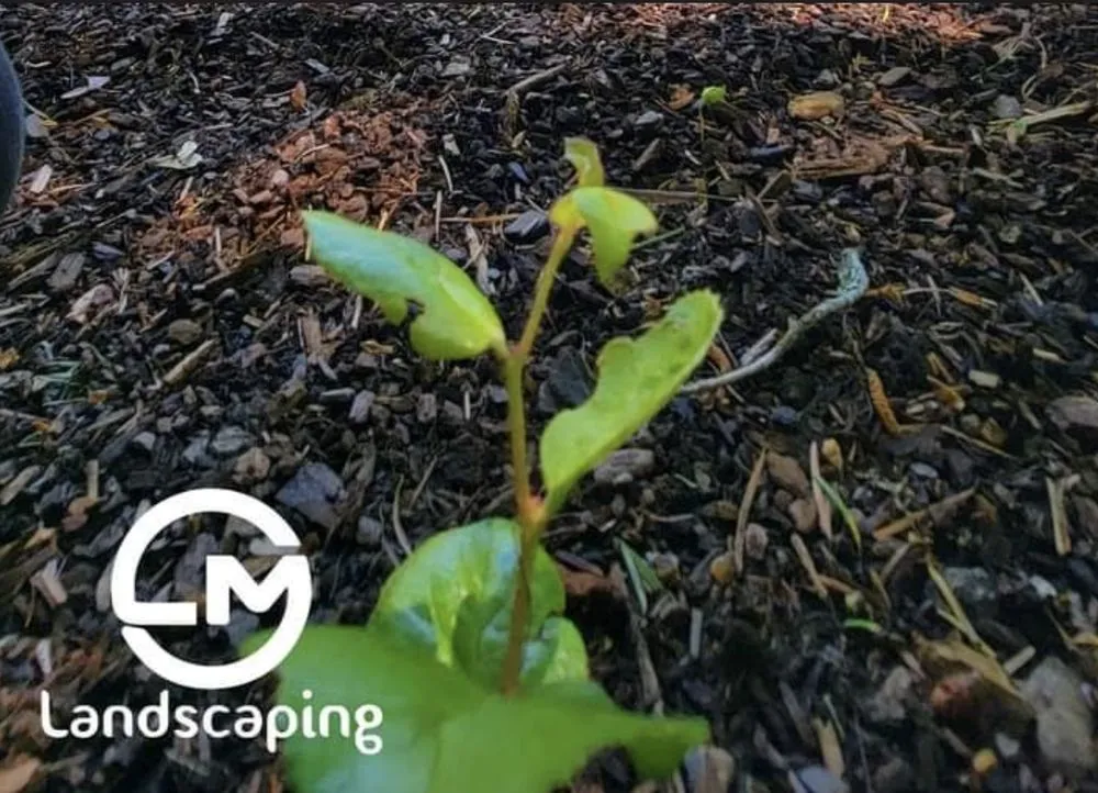 Top-rated lawn care service experts serving Belfair, WA - LM Landscaping