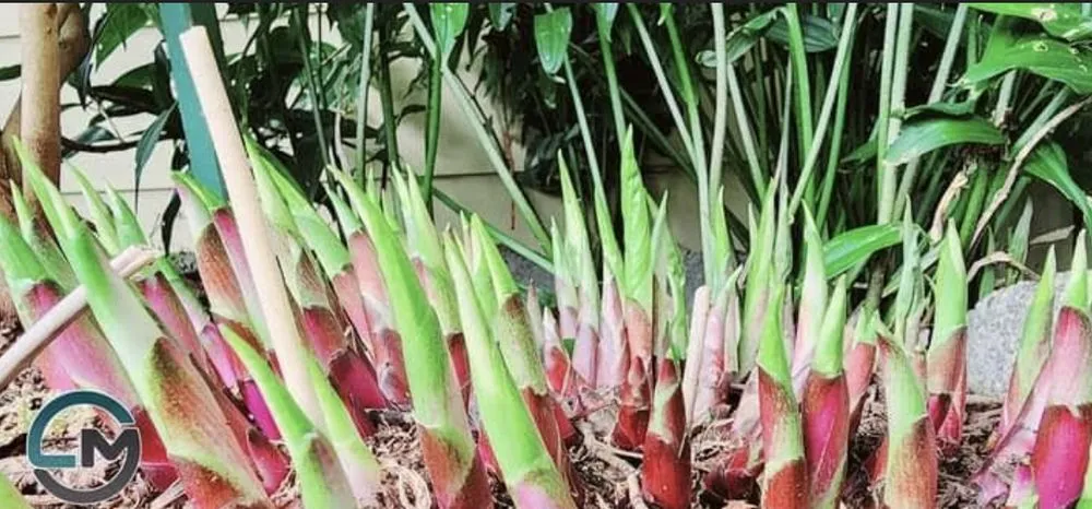 Top-rated lawn mowing service near you in Belfair, WA by LM Landscaping