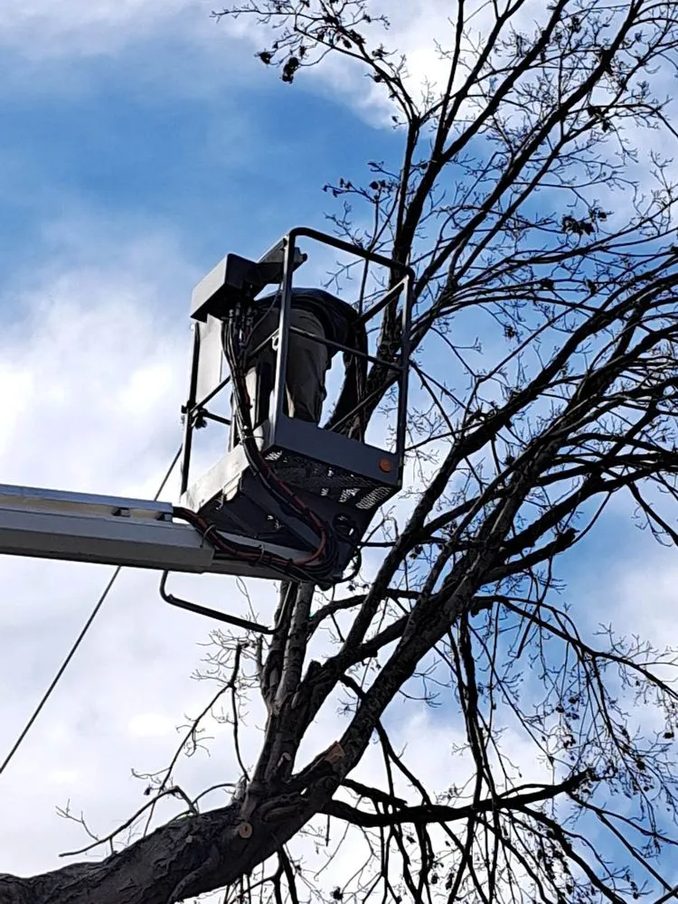 Top-rated yard cleanup service experts serving Smyrna, TN - L&M lawncare and tree service