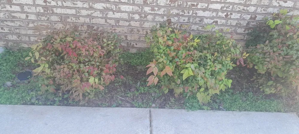 Professional yard cleanup service near you across Decatur, AL - L&Ms Lawn Care & Detail Services