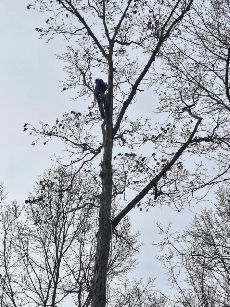 Top-rated lawn mowing service in Clarksville, TN by LNM Landscaping