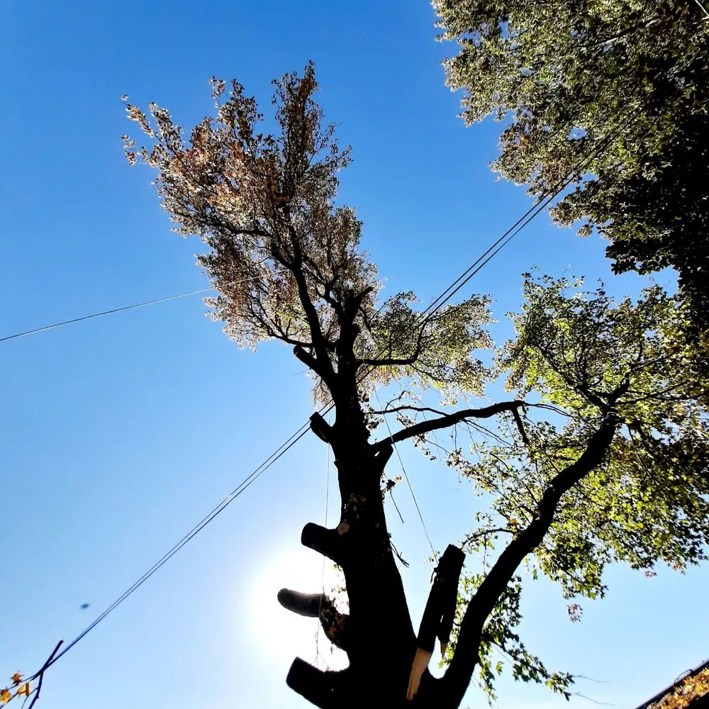 Professional landscape installation in Tulsa, OK by Loard Phillips Tree Service & Removal