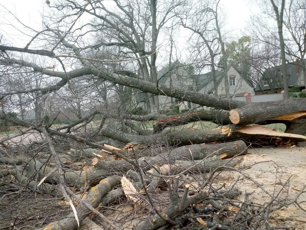 Custom lawn care service in Tulsa, OK by Loard Phillips Tree Service & Removal