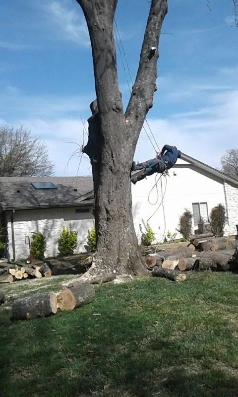 Local residential landscaping for year-round maintenance in Tulsa, OK by Loard Phillips Tree Service & Removal