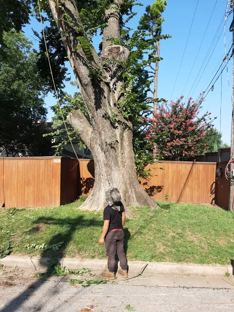 Local yard cleanup service in Tulsa, OK by Loard Phillips Tree Service & Removal