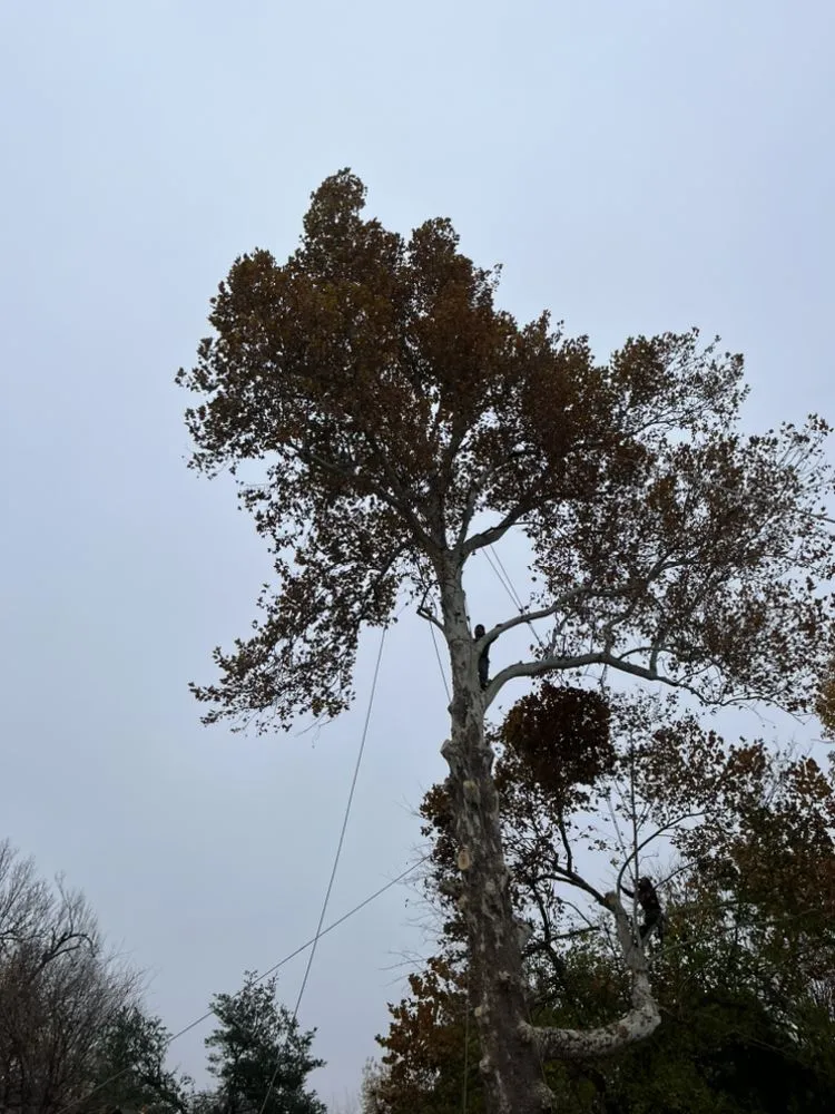 Reliable outdoor landscaping in Tulsa, OK by Loard Phillips Tree Service & Removal