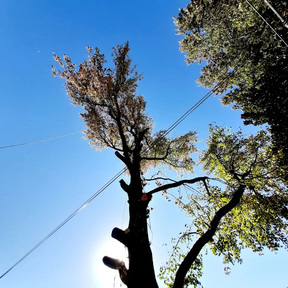 Trusted lawn care service experts serving Tulsa, OK - Loard Phillips Tree Service & Removal