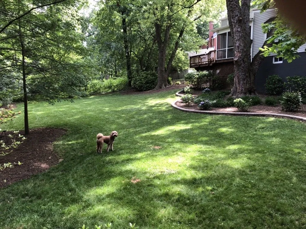 Expert yard cleanup service for homes in Arlington, VA by Loayes Landscape Services