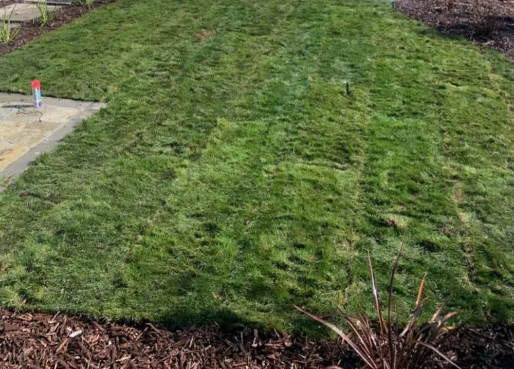 Professional yard maintenance for homes in Sunol, CA by Lobo Landscape and Maintenance