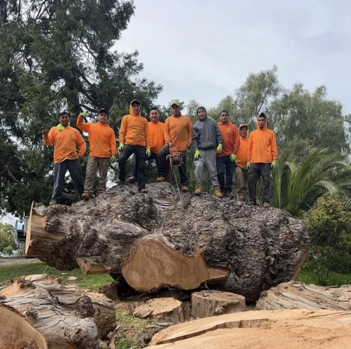 Local yard maintenance in Sunol, CA by Lobo Landscape and Maintenance