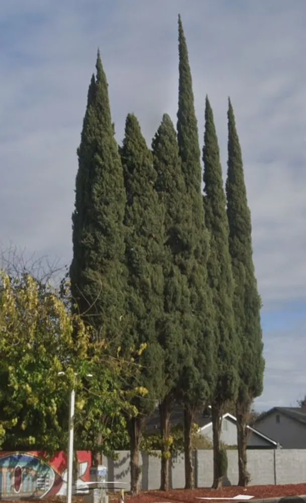 Local residential landscaping for residential properties across Sunol, CA - Lobo Landscape and Maintenance