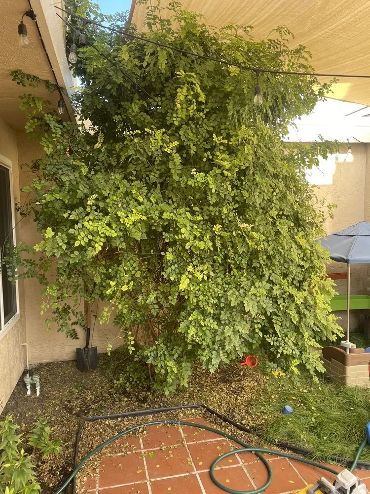 Local lawn mowing service in Sunol, CA by Lobo Landscape and Maintenance