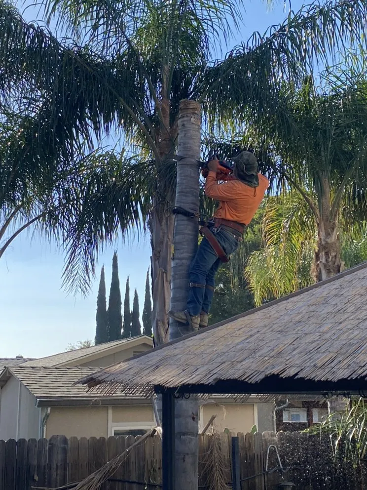 Custom yard maintenance in Tracy, CA - Lobos Garden Services