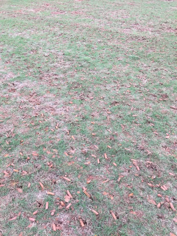 Professional yard cleanup service experts serving Kennesaw, GA - Local Boys Assured Services