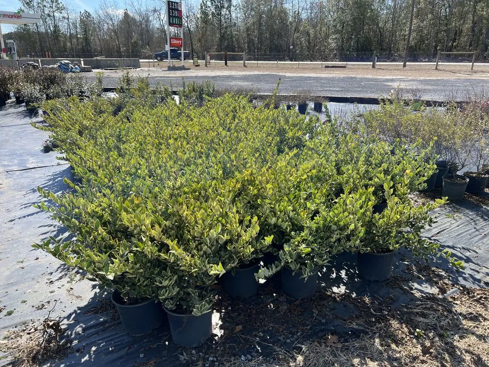 Affordable landscaping services experts serving Salley, SC - Local Boy's Nursery & Landscaping