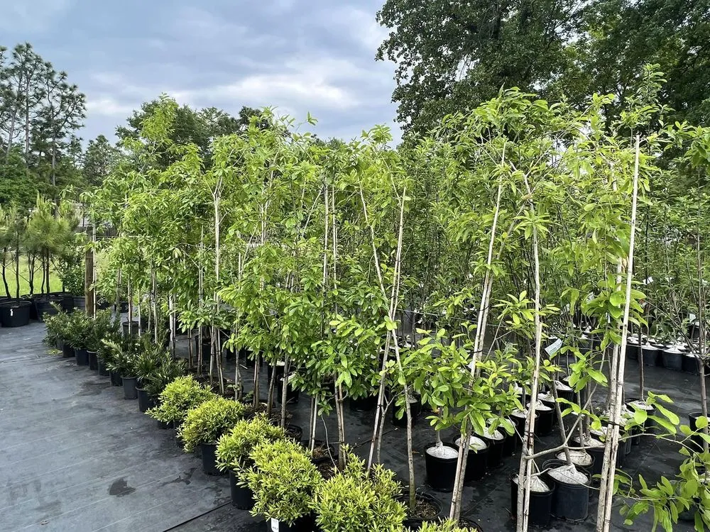 Expert landscaping services with custom design across Salley, SC - Local Boy's Nursery & Landscaping