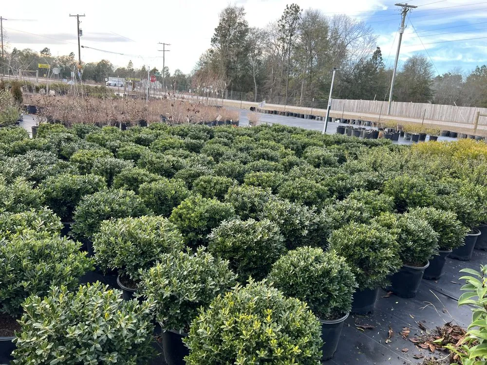 Top-rated landscape installation near you in Salley, SC by Local Boy's Nursery & Landscaping