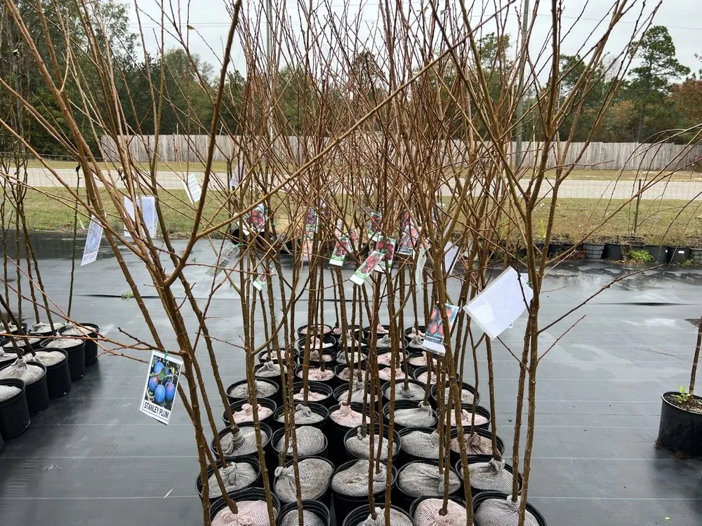 Top-rated yard maintenance in Salley, SC - Local Boy's Nursery & Landscaping