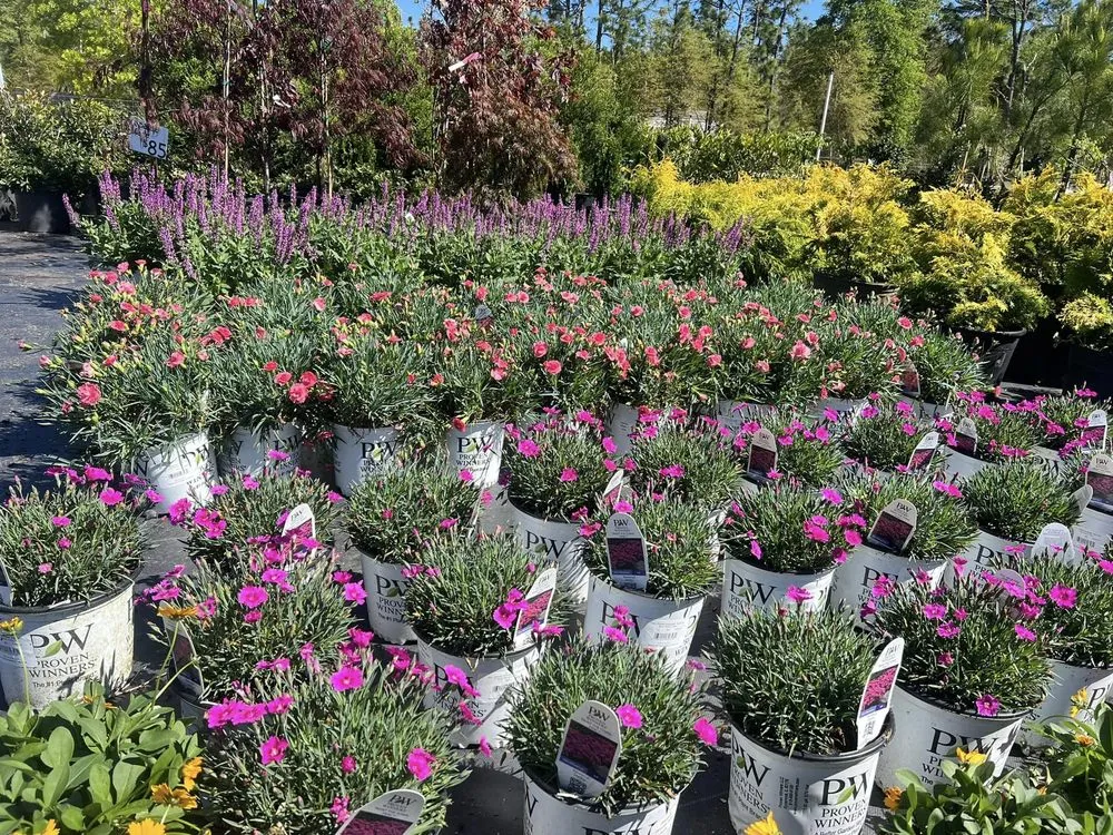 Top-rated landscape installation in Salley, SC by Local Boy's Nursery & Landscaping