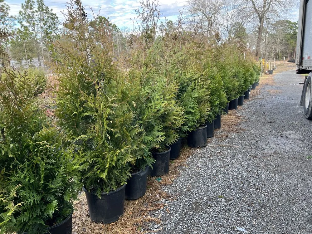 Trusted residential landscaping in Salley, SC by Local Boy's Nursery & Landscaping