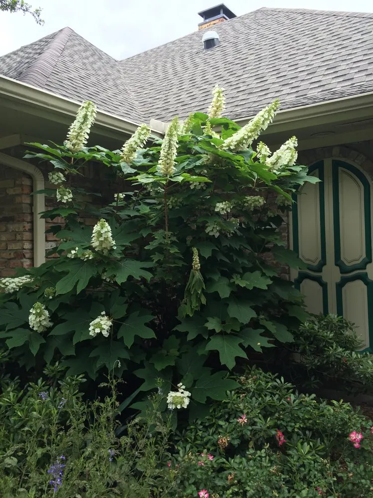 Professional yard maintenance for year-round maintenance across Plano, TX - Local Flora