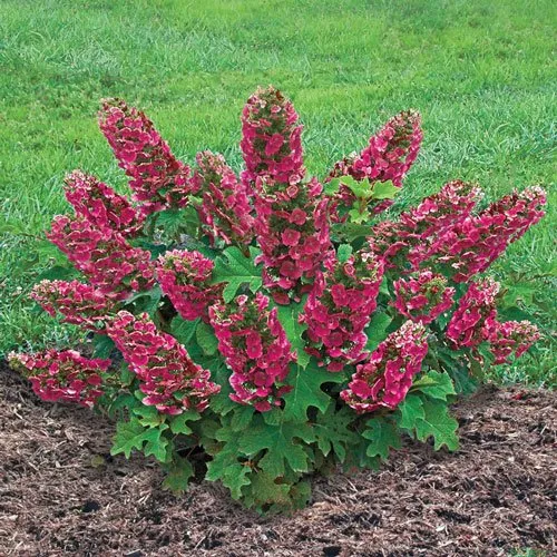 Local yard maintenance in Plano, TX - Local Flora