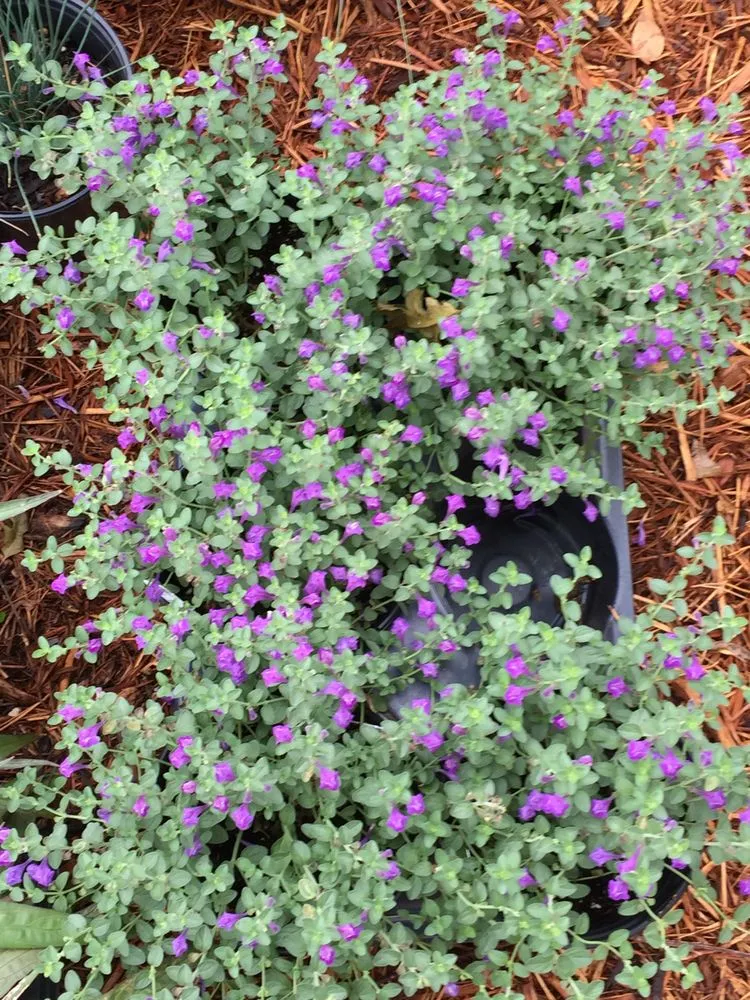 Custom landscape installation for year-round maintenance across Plano, TX - Local Flora