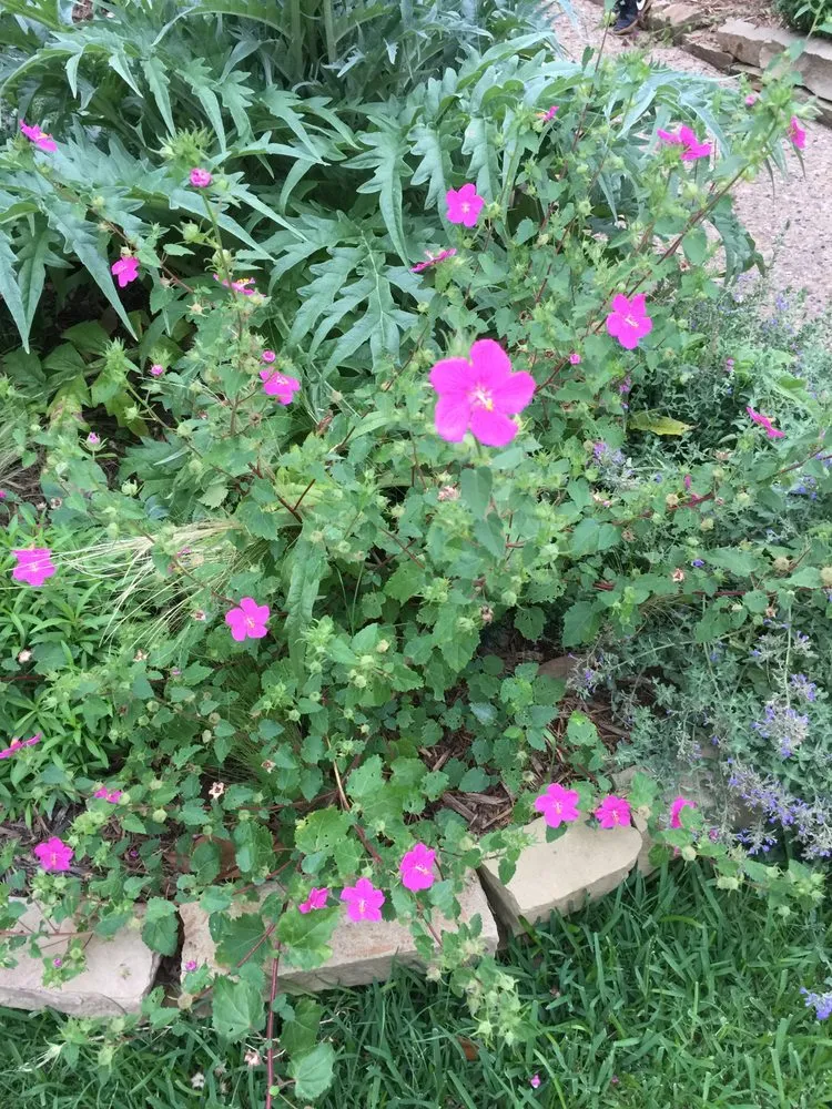 Top-rated landscaping services with custom design across Plano, TX - Local Flora