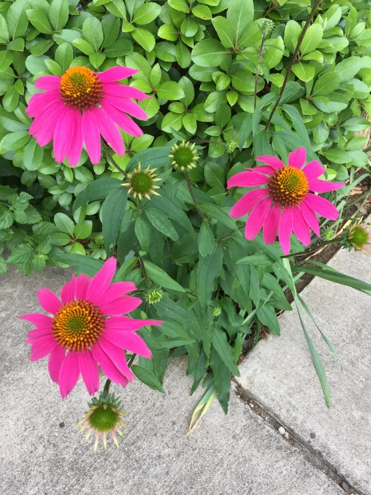 Top-rated outdoor landscaping in Plano, TX by Local Flora