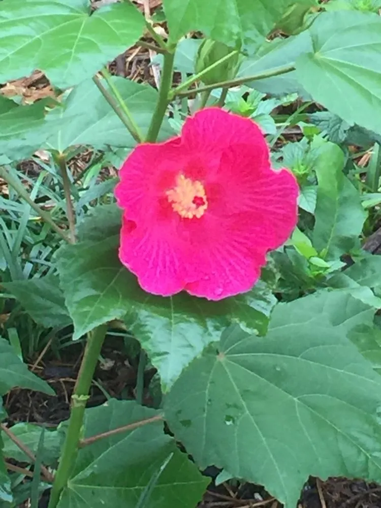 Trusted garden landscaping for homes across Plano, TX - Local Flora