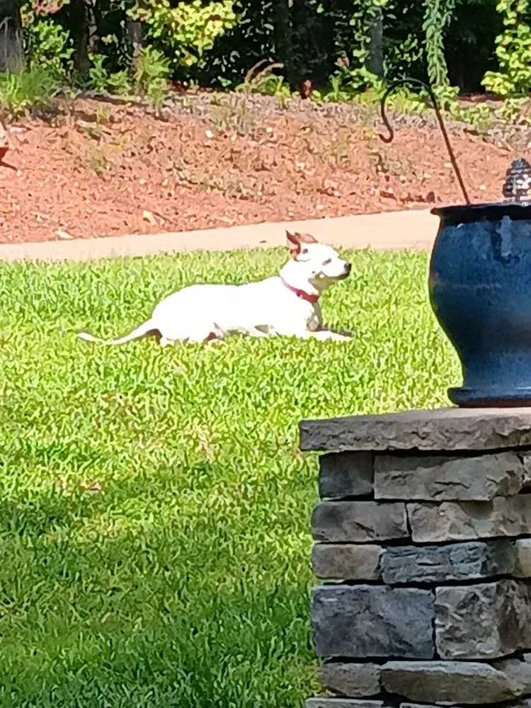 Trusted landscaping services in Columbia, SC - Local Kid Landscaping