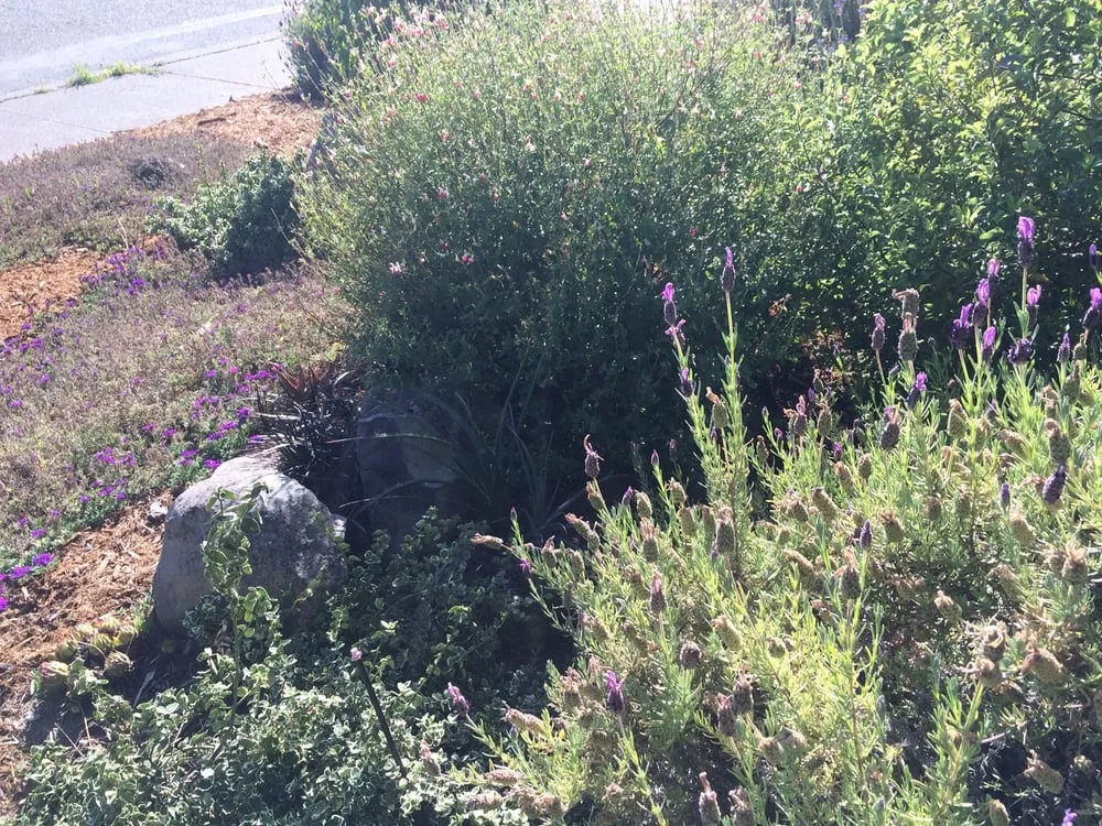 Custom landscaping services for homes across Sonoma, CA - Local Landscapers