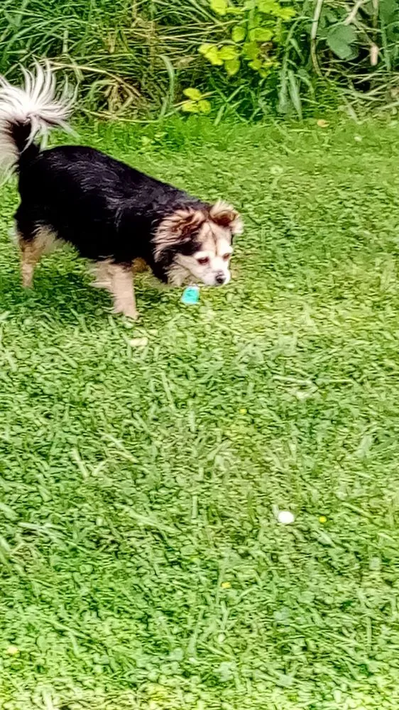 Professional yard maintenance experts serving Sonoma, CA - Local Landscapers