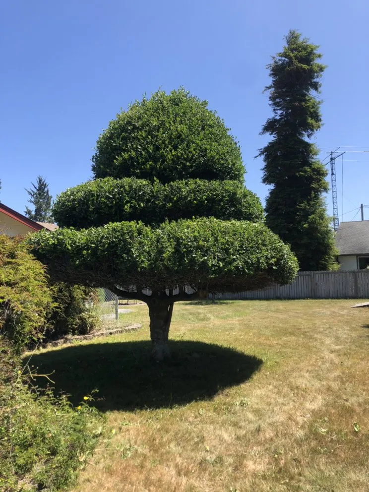 Professional lawn care service for year-round maintenance across Eureka, CA - Local Mow Man