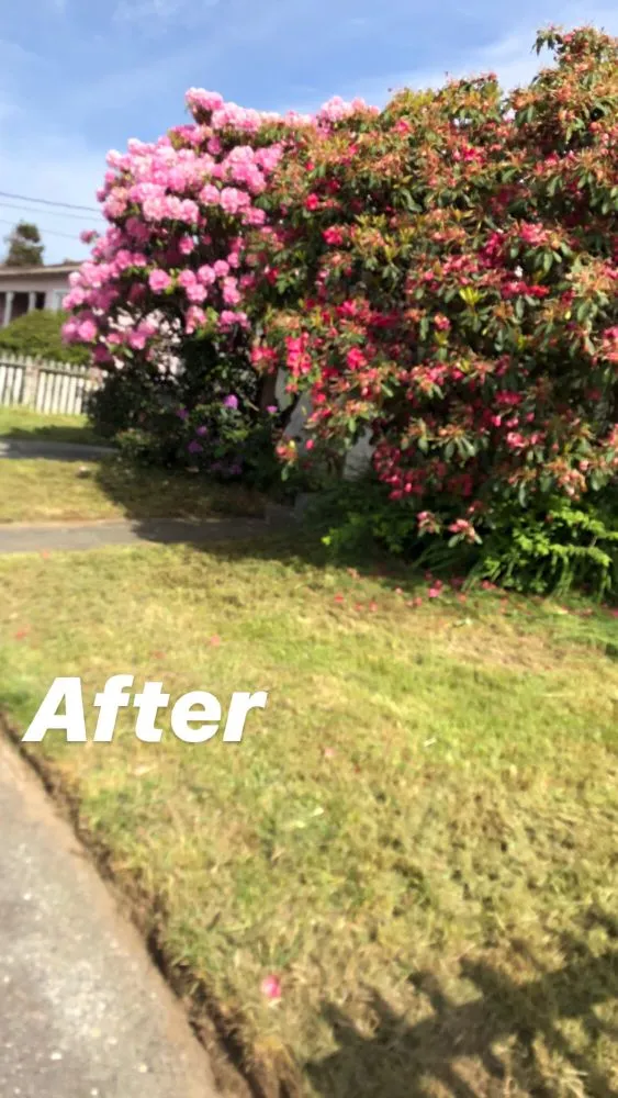 Custom lawn care service in Eureka, CA by Local Mow Man