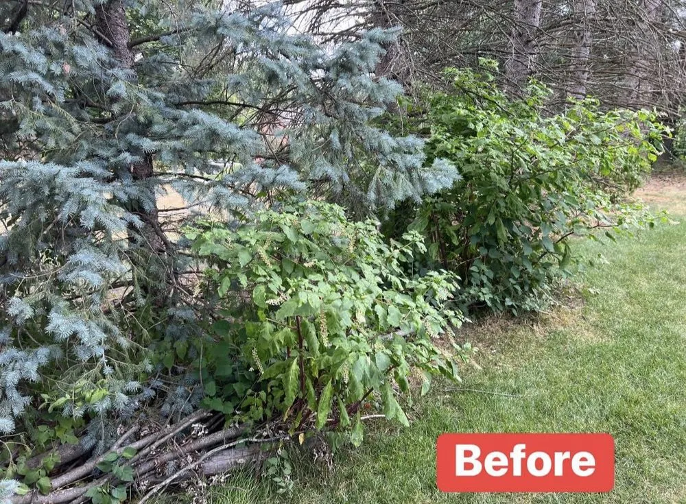 Local yard cleanup service for outdoor upgrades across Madison Heights, MI - Local Oaks Landscaping Services