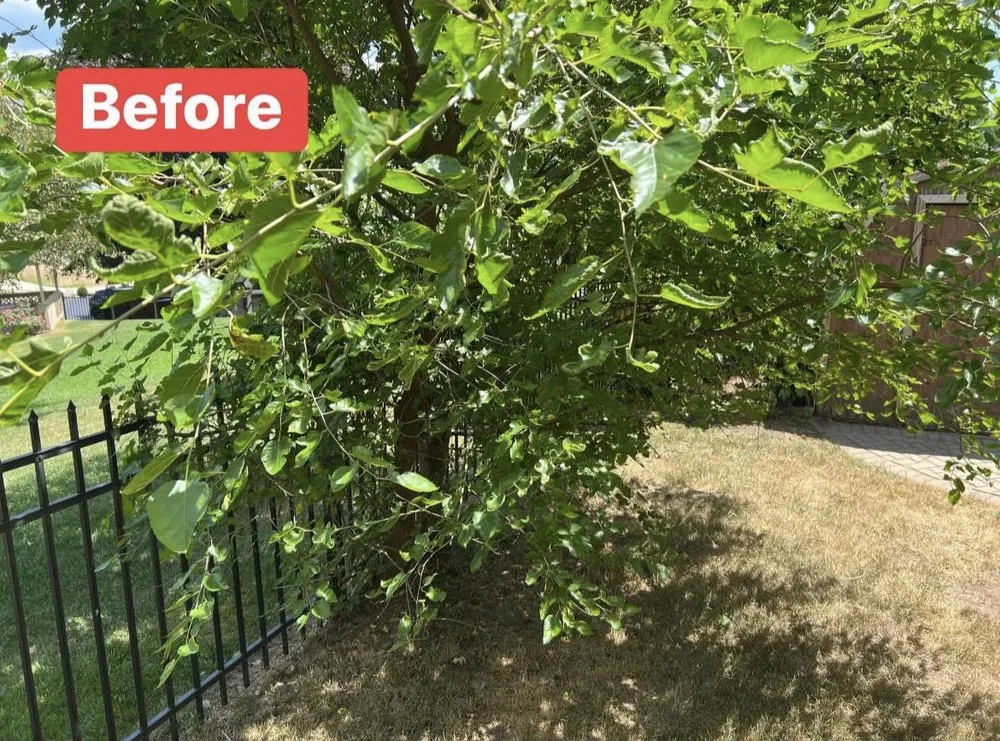 Trusted yard maintenance near you across Madison Heights, MI - Local Oaks Landscaping Services