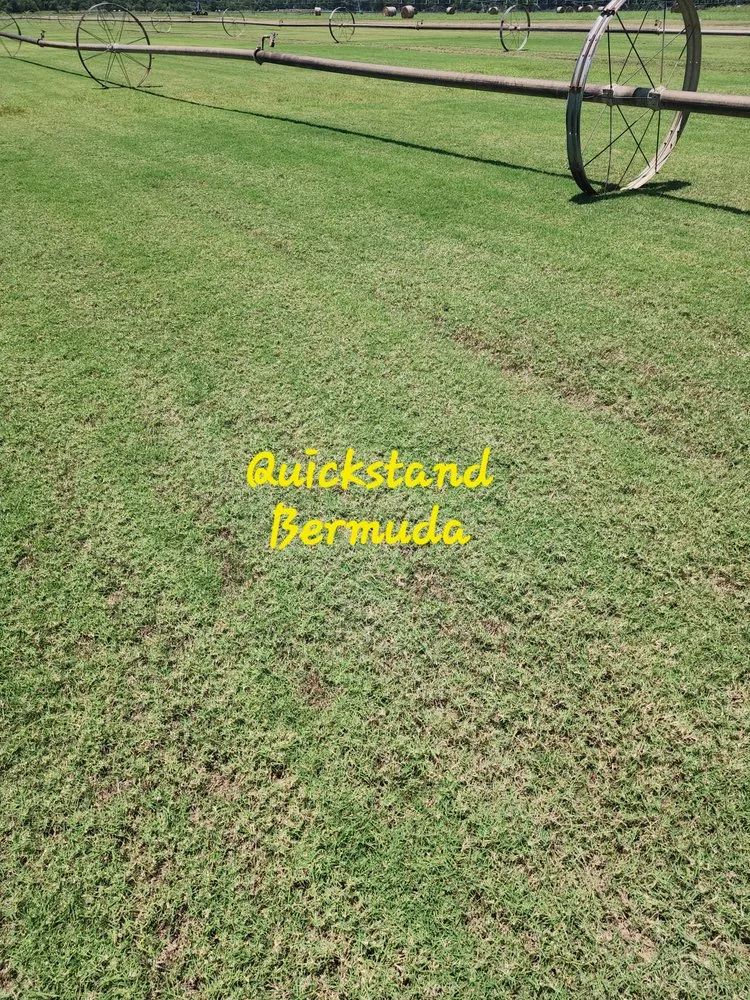 Expert yard maintenance for residential properties across Ennis, TX - Local Sod Grass