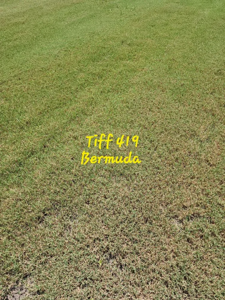Expert yard cleanup service experts serving Ennis, TX - Local Sod Grass