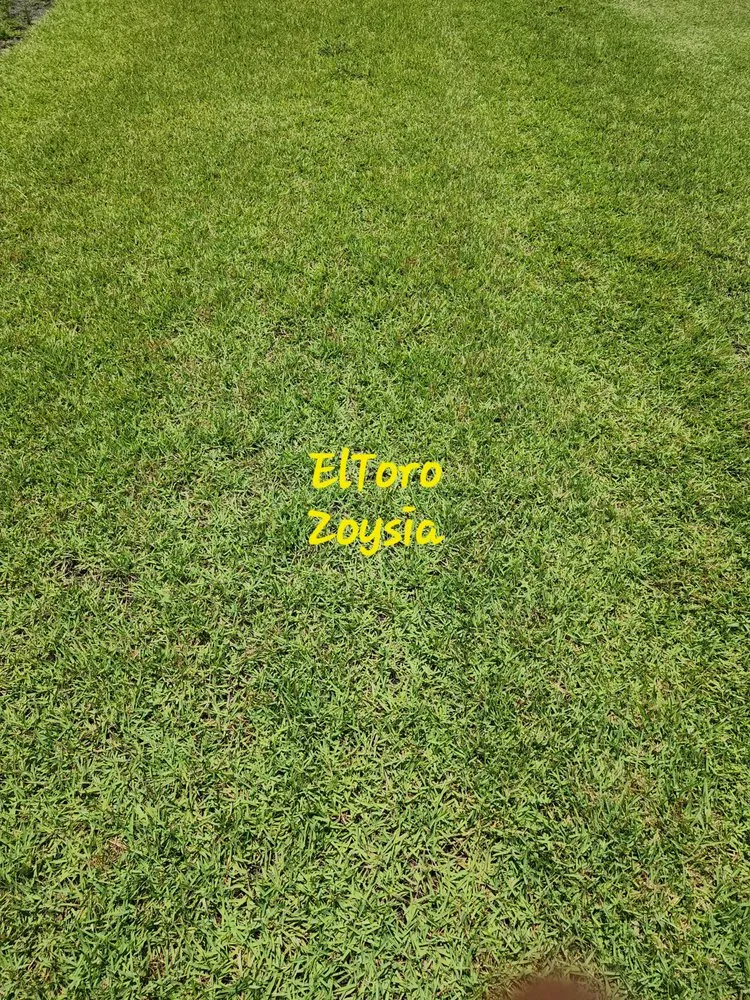 Local residential landscaping for outdoor upgrades across Ennis, TX - Local Sod Grass