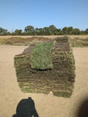 Local Sod Grass Logo