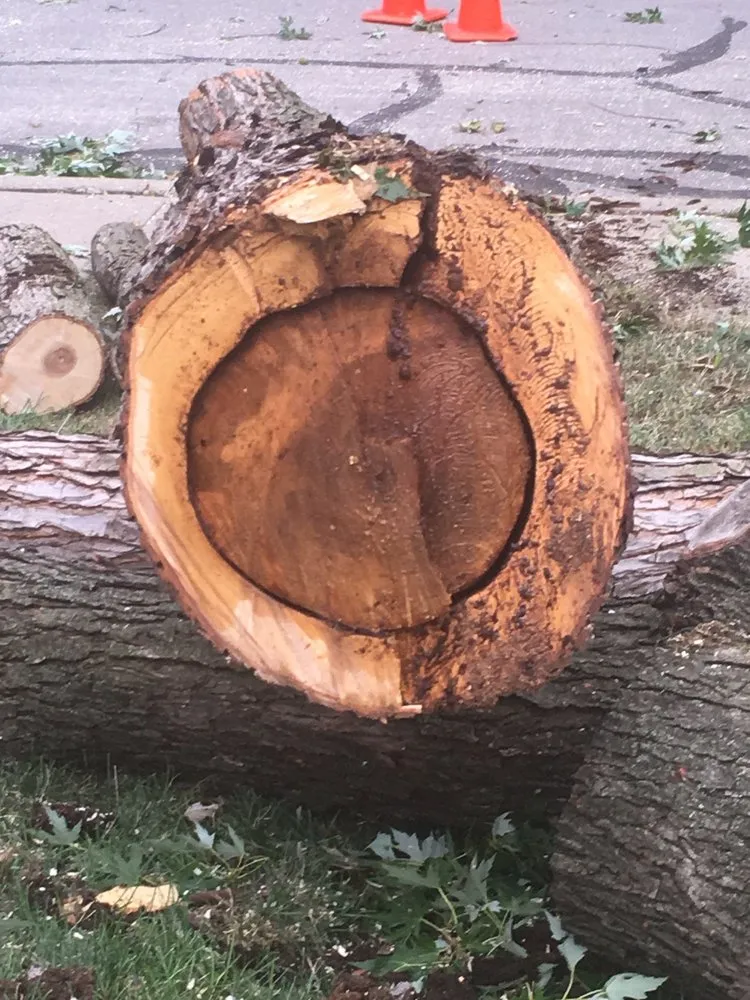 Trusted lawn care service in Grandview, MO - Local Tree & Landscape