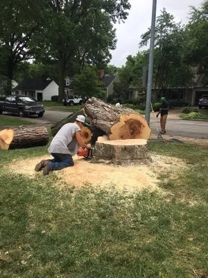 Local Tree & Landscape Logo