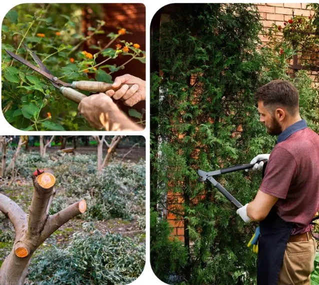 Affordable residential landscaping experts serving Jupiter, FL - Local Tree Cutting Services