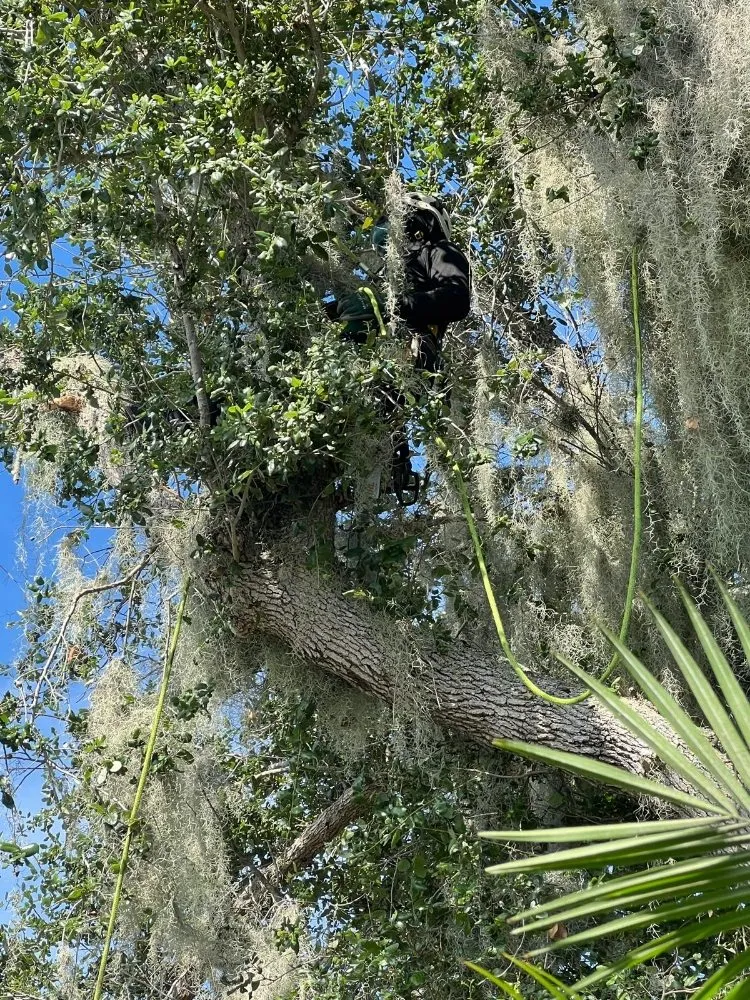 Custom residential landscaping for residential properties across Jupiter, FL - Local Tree Cutting Services