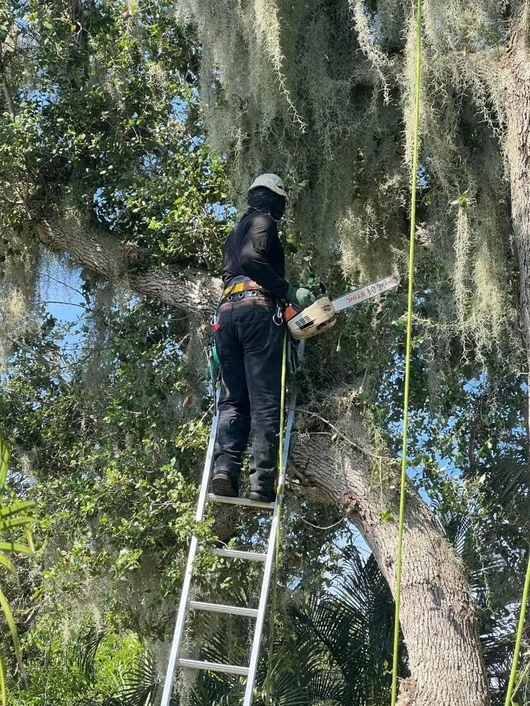 Reliable yard cleanup service for residential properties across Jupiter, FL - Local Tree Cutting Services