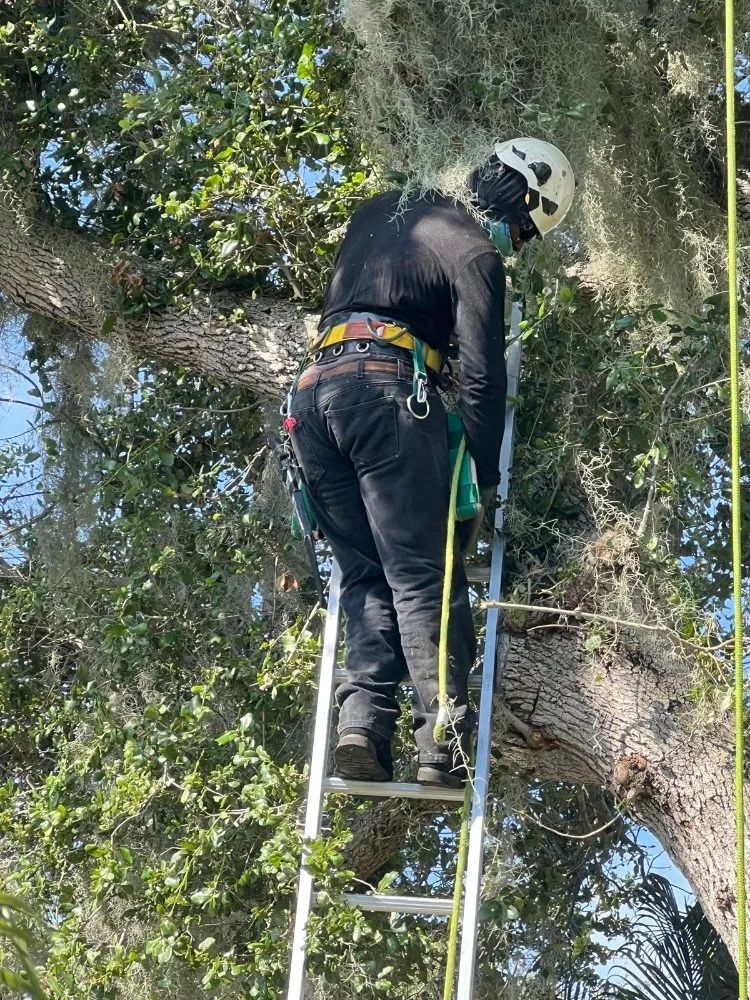 Custom landscape installation experts serving Jupiter, FL - Local Tree Cutting Services