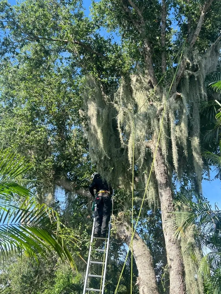 Expert lawn care service experts serving Jupiter, FL - Local Tree Cutting Services